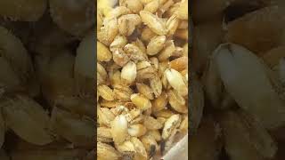 Indian meal Moths Plodia interpunctella Infested Wheat 01072022 Kyiv Ukraine [upl. by Erfert]