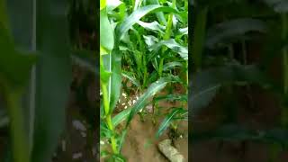 Faligo A corn weedicide by ADAMAGREAT RESULT [upl. by Nnarual]