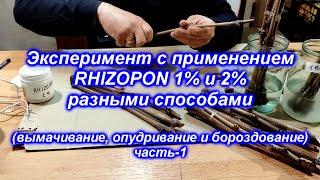 Эксперимент с применением Rhizopon 1 и 2 разными способами 2021 [upl. by Ahsilat532]