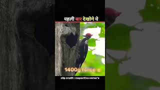 Paheli baar kisi aisi💥 chidya ko dekhoge 🥶 facts viralvideo amazingfacts viralshort dailyfacts [upl. by Alegnaoj]