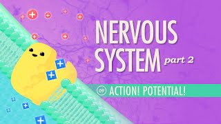 The Nervous System Part 2  Action Potential Crash Course Anatomy amp Physiology 9 [upl. by Grissel938]