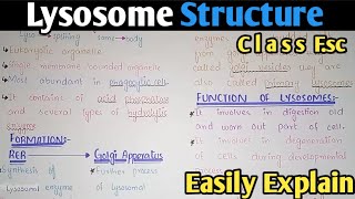 Lysosome Structure And Functions  Class 11 Biology [upl. by Akili621]