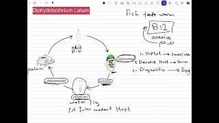 شرح طفيليات تحليلات مرضية المرحلى الثانية شرح طفليلي Diphyllobothrium Latum [upl. by Bettencourt]