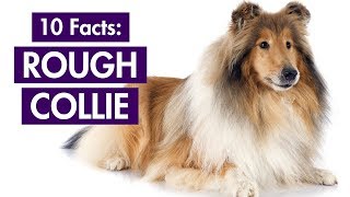 Rough Collie 101 Top 10 Facts You Should Know Lassies Breed [upl. by Tiphani]