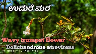 ಉದುರೆ ಮರ Wavy trumpet flower [upl. by Dempsey]