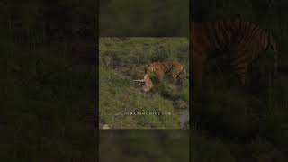 Incredible Footage  Tiger Hunts Deer wildlife animals bigcatswildlife tiger wildcats [upl. by Devina]