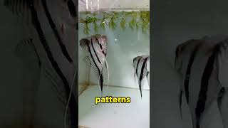 Angel Fish The Beautiful Freshwater Aquarium Fish [upl. by Body]