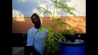 Growing the moringa miracle tree in a pot Agrosuede Backyard Gardening [upl. by Karla]