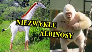 Najrzadsze Zwierzęta Świata  AlbinizmLeucyzm  Skąd się Biorą Białe Zjawy w Naturze [upl. by Meehyrb261]