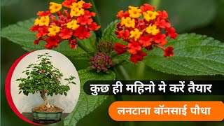 Lantana plant Ki Cutting Kaise Lagaye  Lantana Bonsai Plant Making [upl. by Aramanta]