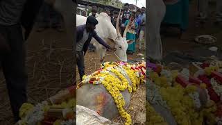 ಅಂತಿಮ ವಿದಾಯ  rest in peace kalki [upl. by Anir]