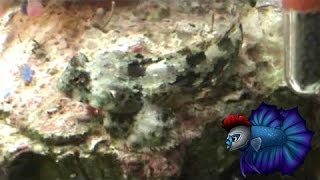 How to Care for and Keep Scooter Blenny [upl. by Nuli]