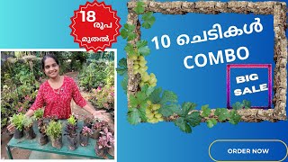 PLANTS COMBO OFFER SALES Rs18🌺🌸🍀🍃 II MALAYALAM VLOG 120UshusHomeGarden [upl. by Siulegroj]