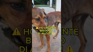 URGENTE Tyler Cerca Casa  😱 Splendido Dolce Giovanotto In Lombardia adotta shorts help [upl. by Eniamirt]