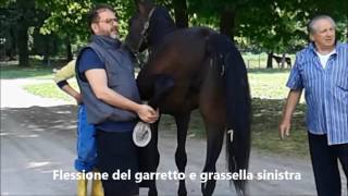 Flex Test al Cavallo Treno Posteriore  by Dr Ettore Ballardini  Tempest srl [upl. by Anirok]