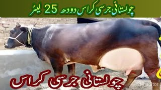 Rajasthani Jersey cross dude 25 litre Chaudhari dairy farm [upl. by Notyep]