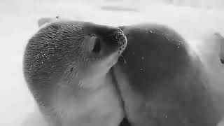 weddell seals captioned [upl. by Placidia]