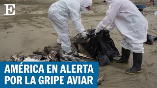 La gripe aviar se extiende por América Latina  EL PAÍS [upl. by Ledua479]