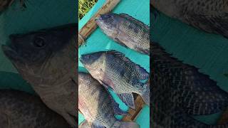 Pamplet fish catchingyou tube shorts viral video fishing 🐟🐟 [upl. by Loni]