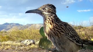 Roadrunner Southern Arizona [upl. by Iver]