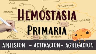 Hemostasia y Coagulación Tapón plaquetario Mecanismo general Vía intrínseca y extrínseca [upl. by Florance]