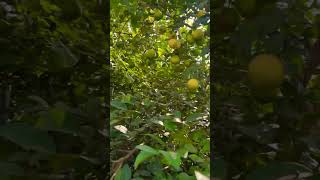 Lemon tree 🌳neebushortvideofarmingnature [upl. by Ahsiekrats]