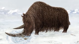 COOL Woolly Rhino Fossil with Dr Xiaoming Wang WoollyRhino Nature Science [upl. by Bonni578]