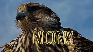 Falconry [upl. by Callery]