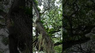 Beautiful acacia trees shortvideo trending nature amazing [upl. by Haland593]