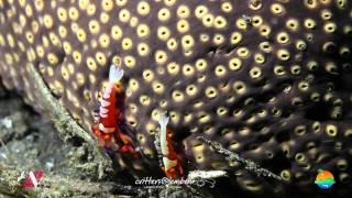 Muck Diving in Lembeh Strait Episode 26 [upl. by Aikcir]