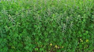 The Health Benefits of Motherwort plant [upl. by Franza]