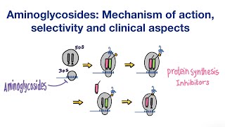 Aminoglycosides Mechanism of action Selectivity and Clinical aspects  Infectious Diseases [upl. by Lothaire]