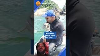 Rescue Team Dolphin fishing dolphinlove fish shark animals bigfish feelgood dolphin cute [upl. by Eelahc]