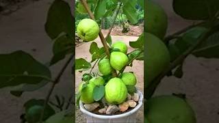 🌿New technique propagate guava tree by air layering using onion juice🧅guava [upl. by Annerahs843]