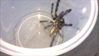 AF Poecilotheria metallica unboxing and Rehouse ESCAPE [upl. by Hillell]