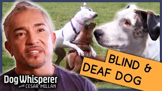 Cesar Millan Helps Heartbreaking DeafBlind Dog  S9 Ep 9  Dog Whisperer [upl. by Vookles632]