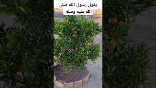 اكسبلور ترند azilal تيكتوك goodmorning morocco دويتو [upl. by Lord]