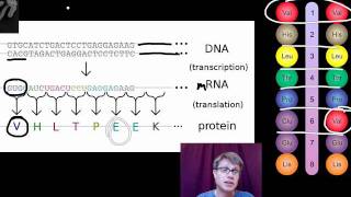 Genotypes and Phenotypes [upl. by Musa]