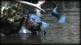 River Otters vs Alligators 03 Music [upl. by Varien]