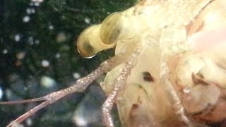 Mantis Shrimp BREAKING GLASS [upl. by Eldoree579]