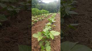 Agroforestry Permaculture Design [upl. by Lorry]