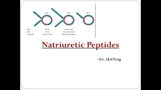 NATRIURETIC PEPTIDE  DrAkif Baig [upl. by Nolana]