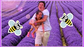 プロヴァンスにラベンダーを見に行ったよ！The Best Lavender Field in Valensole Provence [upl. by Enileme649]