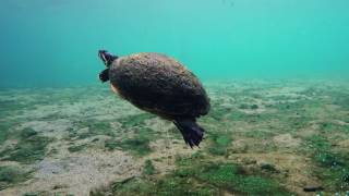 260 Snorkeling with a turtle at Wekiva Springs State Park [upl. by Alul675]