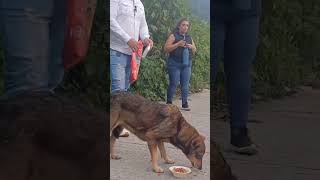 🐕🙏🔴GRACIAS DIOS POR MI COMIDA 🐕🙏🔴shortsviral short shorts viralshorts fyp trending foryou [upl. by Yromas]