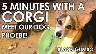 Meet Our Pembroke Welsh Corgi  Black Gumbo [upl. by Morty]