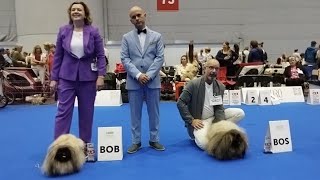 Pekingese World dog show 2023 in Geneva Switzerland [upl. by Akela]