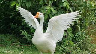 White Chinese Goose [upl. by Anytsirk]