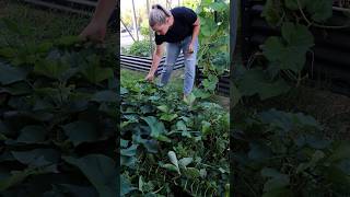 EDIBLE GROUND COVERS that smother weeds EarthDay YouTubePartner [upl. by Hendren]