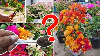 শীতে প্রচুর ফুল পেতে Bougainvillea Plant Care in October garden gardening [upl. by Suilenroc801]